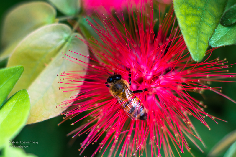 Illustration for article titled More Shooting With The Minolta Lens (UPDATED! Now With More Bees!)